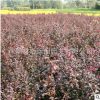 紅葉小檗苗庭院綠化工程苗基地直銷量大優(yōu)惠規(guī)格齊全批發(fā)綠化
