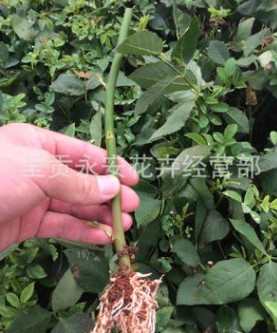 云南【全國(guó)銷售】昆明呈貢斗南無刺薔薇