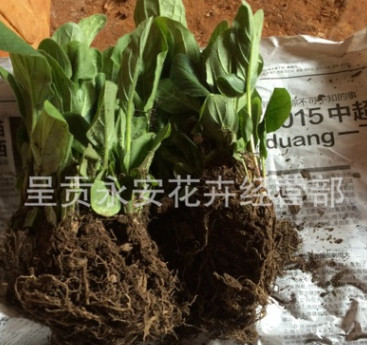 呈貢斗南[全國(guó)銷售]春季熱銷ing非洲菊種苗又名扶郎苗及花卉