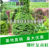 湖南苗圃供應常綠綠化苗木細葉女貞柱造型優美小葉女貞柱
