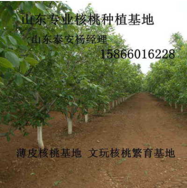 供應(yīng)大核桃樹3---20公分量大