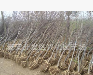 出售5公分的櫻花樹(shù)苗