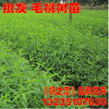 桃樹苗 批發(fā)毛桃小苗 紫葉桃苗 嫁接水蜜桃樹苗