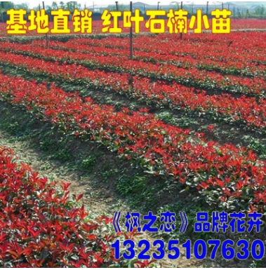 紅葉石楠苗 純正紅羅賓 紅葉石楠球石楠小苗 綠化苗木規(guī)格齊全