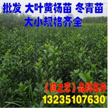 批發(fā)冬青苗 大葉黃楊小苗 北海道黃楊法國(guó)冬青樹苗
