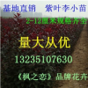 批發速生紫葉李小苗 紫葉李樹苗 紅葉李苗 紅葉李樹苗