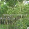 專供櫸樹基地 工程綠化苗木 櫸樹樹苗批發(fā)行道護(hù)坡 規(guī)格齊全