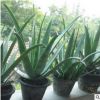 庫(kù)拉索中國(guó)蘆薈苗基地直銷(xiāo)美容綠植盆栽食用美容中華大蘆薈多肉