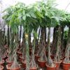 發(fā)財樹盆景批發(fā)辮子樹盆栽辦公室客廳大型綠植花卉精品發(fā)財樹盆栽