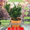 批發(fā)曼地亞紅豆杉樹苗南北方紅豆杉苗盆栽抗癌吸甲醛凈化空氣植物