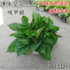 批發(fā)辦公室綠蘿盆栽吊蘭四季長青花卉綠植室內(nèi)客廳凈化空氣吸甲醛