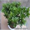批發(fā)米蘭盆栽辦公桌陽臺綠植驅(qū)蚊子盆景四季常青芳香花卉凈化空氣