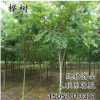 基地直銷優(yōu)質(zhì)櫸樹苗綠化苗木 紅櫸樹苗 血櫸樹苗