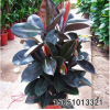 批發(fā)黑金剛橡皮樹盆栽 室內(nèi)綠植花卉吸甲醛凈化空氣陽臺觀葉植物