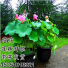 批發(fā)藕苗 荷花苗碗蓮種根 新品種荷花種藕 池塘綠化水培水生植物