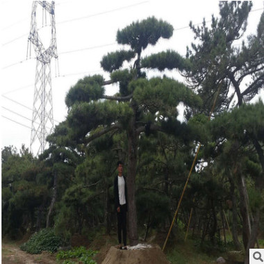 批發(fā)園林造型景松 迎客松 造型奇特 樹(shù)形優(yōu)美 平頂松 濕地油松