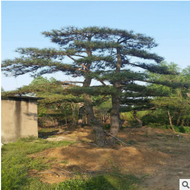 批發(fā)常綠喬木 精品造型日本大阪松 五針?biāo)?低價(jià)供應(yīng) 規(guī)格齊全