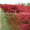 日本紅楓批發(fā) 綠化苗木日本紅楓樹苗行道風景觀葉植物可盆栽