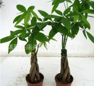 室內(nèi)大中型盆栽辮子發(fā)財樹精品盆景 辦公室綠植花卉辮子樹盆栽