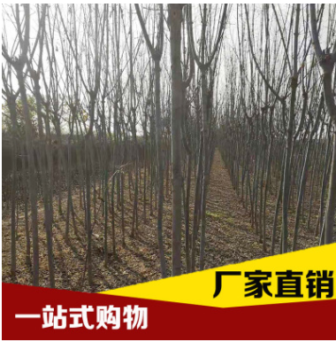 廠家基地直銷 復(fù)葉槭 量大從優(yōu) 品質(zhì)保證
