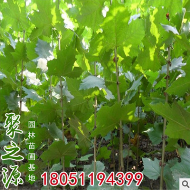 基地批發(fā)銷售法國(guó)梧桐樹 速生法桐苗 法國(guó)梧桐樹苗 造型風(fēng)景樹