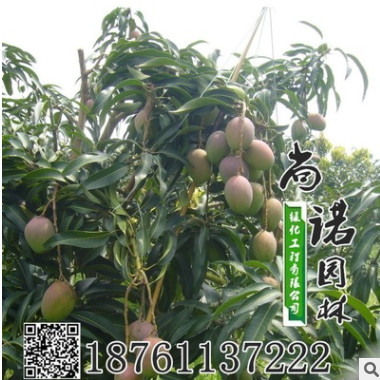 供應(yīng)批發(fā)果樹苗 凱特芒果苗 芒果樹苗 果樹樹苗成 活率高 新品種