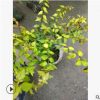 六道木大杯 水生植物水生灌木 園林綠化常綠喬木批發