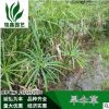 旱傘草.綠化木.基地直銷各種規格水生植物綠化工程用.風車草