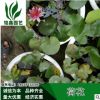 荷花 盆栽荷花基地銷售各種規格 荷花水生植物種植綠化工程木