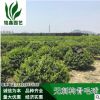 無刺構骨毛球 灌木花卉 園林綠化 常綠喬木 水生植物 水生花卉