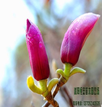 苗圃直銷批發紅獅玉蘭、紫玉蘭、白玉蘭、黑色玉蘭綠化規格齊全