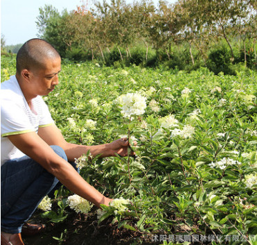 庭院觀花植物 木繡球樹苗 根系發(fā)達 成活率高 可盆栽木繡球