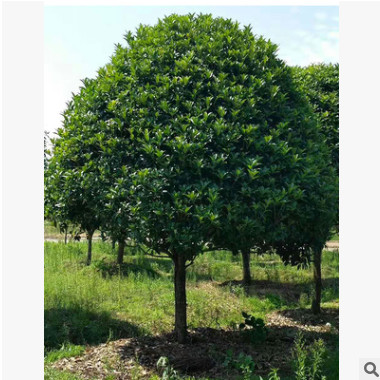 批發(fā)精品丹桂金桂 八月桂四季桂花樹基地直銷量大優(yōu)惠