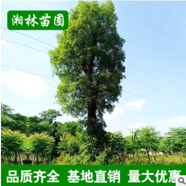 基地批發(fā) 香樟 香樟樹 香樟大樹 多桿香樟 基地移栽 四季常青