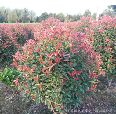 批發紅葉石楠苗 工程綠化喬木園林植物 紅葉石楠球