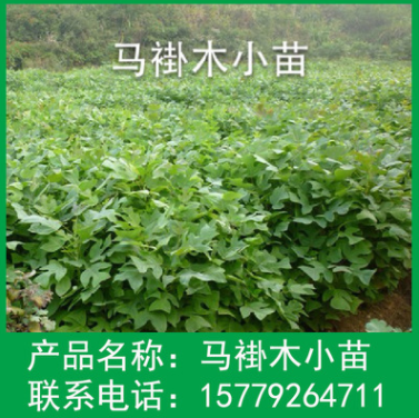 供應各種工程綠化小苗 量大優(yōu)惠 優(yōu)質(zhì) 馬褂木樹苗
