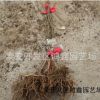 1年生獼猴桃苗多少錢一棵 泰山一號獼猴桃樹苗基地