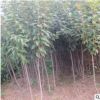 矮化櫻桃小苗批發(fā)價格 泰安矮化櫻桃樹苗 果樹苗木