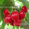 矮化5號吉塞拉占木櫻桃苗 矮化櫻桃苗多少錢一棵 矮化櫻桃苗種植