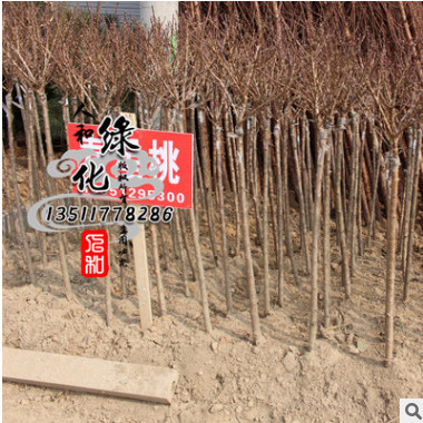 出售庭院觀賞花卉 壽星桃苗木 低價(jià)出售 來電購買 量大優(yōu)惠