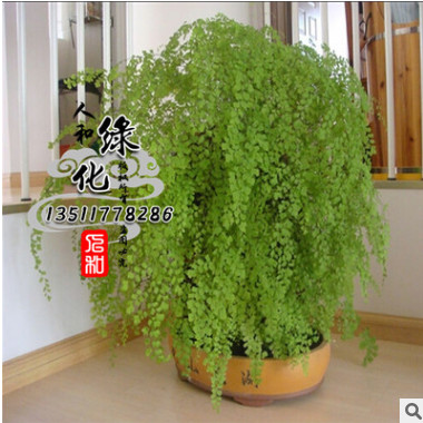 批發(fā)室內(nèi)觀賞搭配植物花卉盆景盆栽 鐵線蕨 優(yōu)質(zhì)鐵線蕨 質(zhì)優(yōu)價(jià)廉