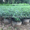 胡椒木清香木盆景 驅(qū)蚊草 四季常青清香 清香木 防蚊子盆栽綠植