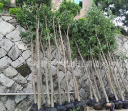 福建泉州低價(jià)天竺桂供應(yīng) 福建截桿天竺桂基地 江西骨架天竺桂行情