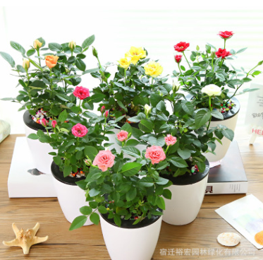玫瑰花苗四季開(kāi)花 切花玫瑰苗 綠植盆栽花卉庭院陽(yáng)臺(tái)易種薔薇月季