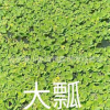 常年供應(yīng)優(yōu)質(zhì)水生植物千屈菜 千屈草 價格低廉