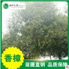 【香樟樹】苗圃直銷供應綠化植物工程園林苗木綠化常綠喬木
