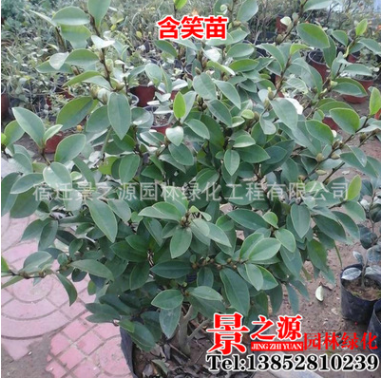 含笑花苗盆栽盆景 濃香型 香蕉花 陽臺室內庭院綠植花卉 帶花苞發(fā)