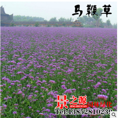 批發(fā)新景觀花卉種子 馬鞭草 柳葉馬鞭草種子質量保障發(fā)芽率高