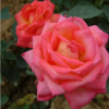 品種月季花苗 大花月季嫁接 四季開花 觀花植物花卉 園藝庭院