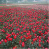 基地批發(fā)月季 盆栽月季苗 藤本月季苗 豐花月季 紅帽月季